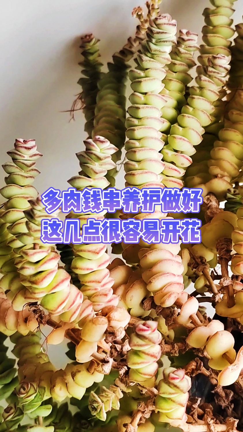 多肉钱串养护做好这几点很容易开花