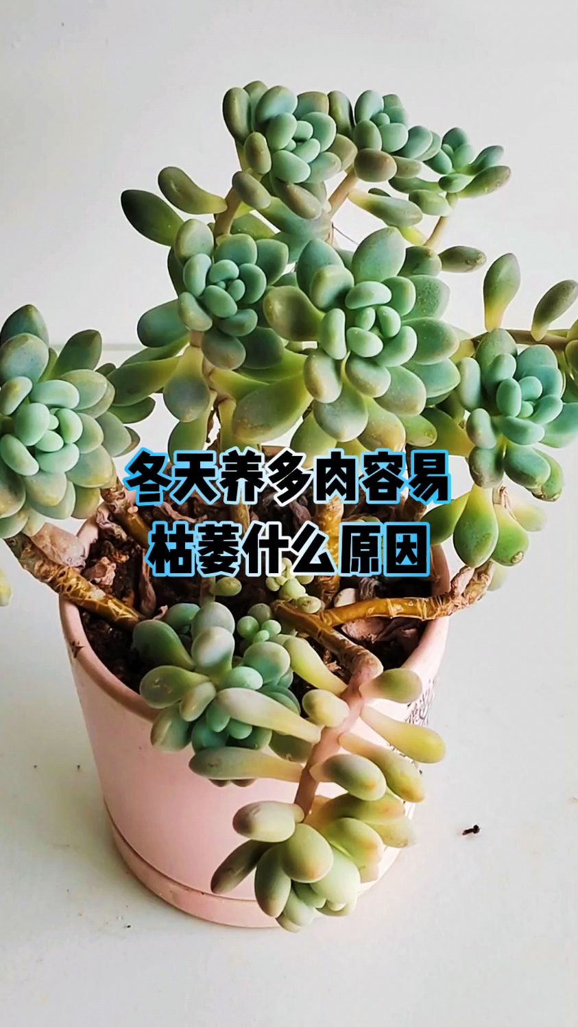 冬天养多肉容易枯萎什么原因