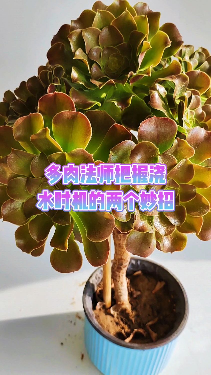 多肉法师把握浇水时机的两个妙招