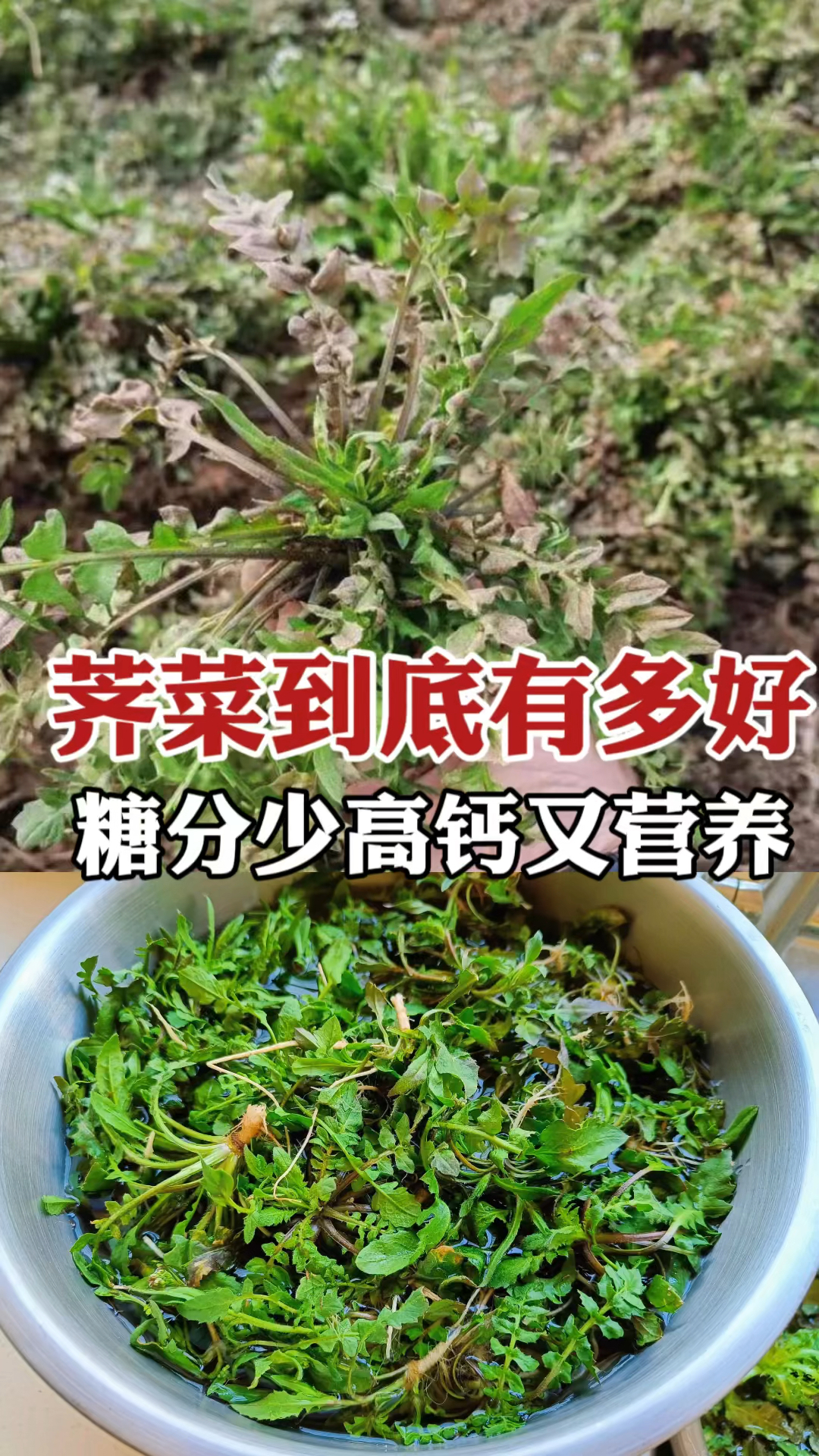 荠菜到底有多好?一到冬天都喜欢去挖,原来用它做汤馅营养价值高