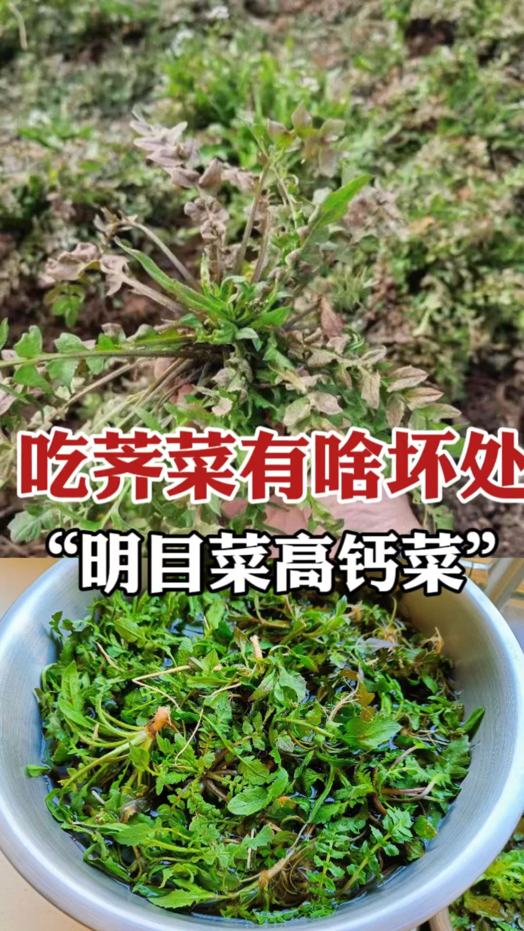 荠菜“野菜之王”美誉,吃荠菜到底有啥坏处?很多人不知道