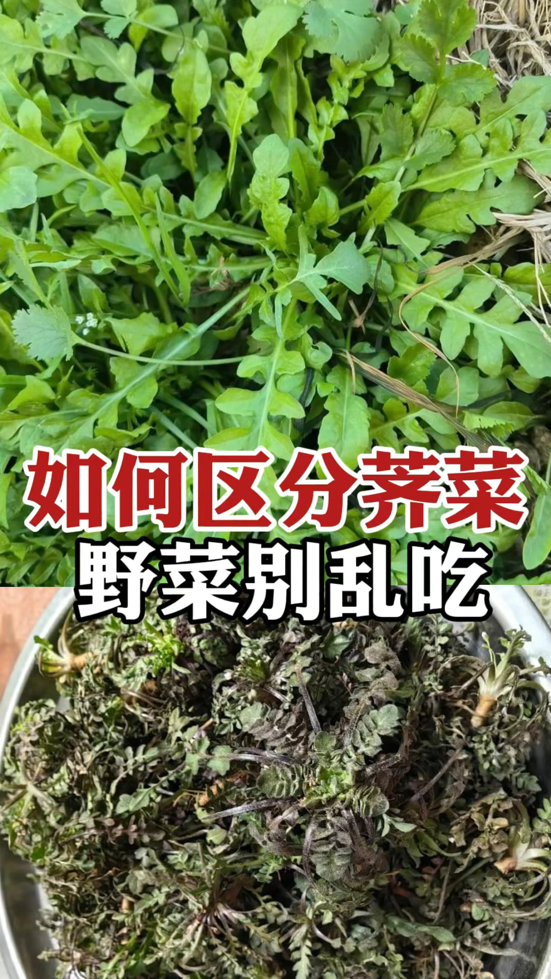 冬天是个吃荠菜的好时节,野菜别乱吃,如何区别荠菜呢?