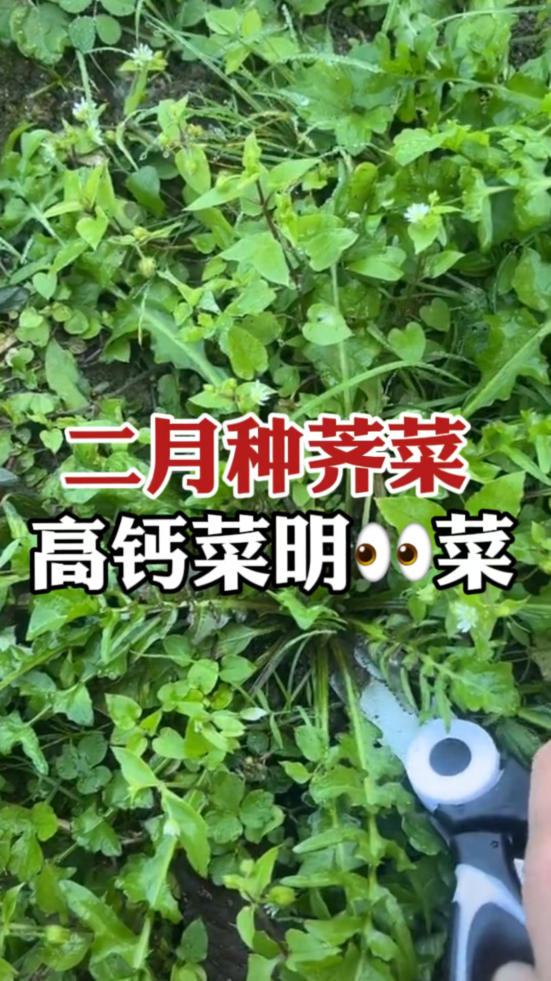 吃荠菜好处多,可惜野生的越来越少了,不如自己种点