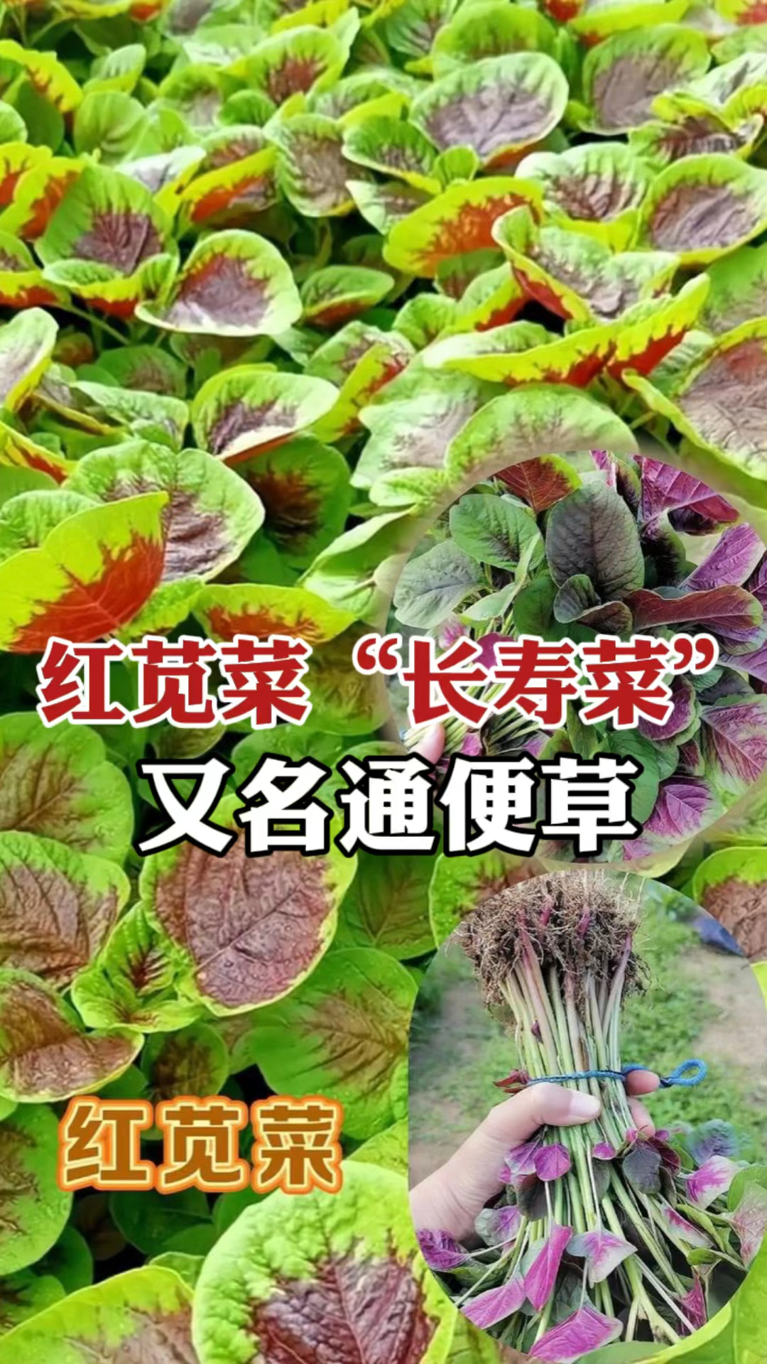 红苋菜:古代人叫它“长寿菜”,老话说一两苋菜一两金可见珍贵