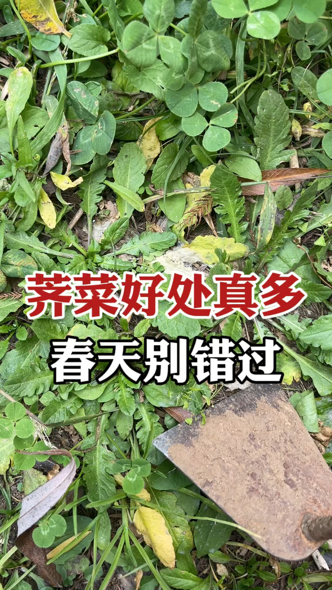 不可多得的中草植物荠菜:春天的野菜之王,好处真不少
