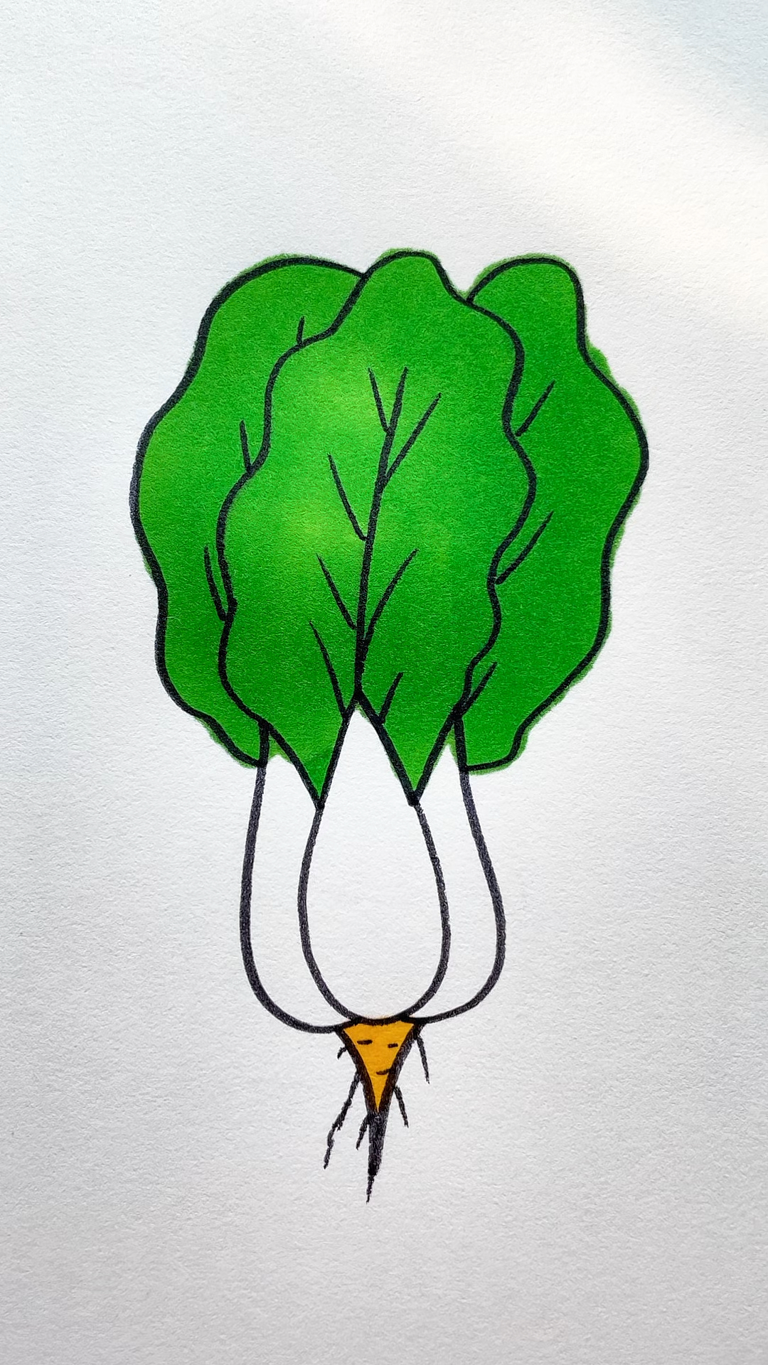 用字母w画小白菜,特别简单哦