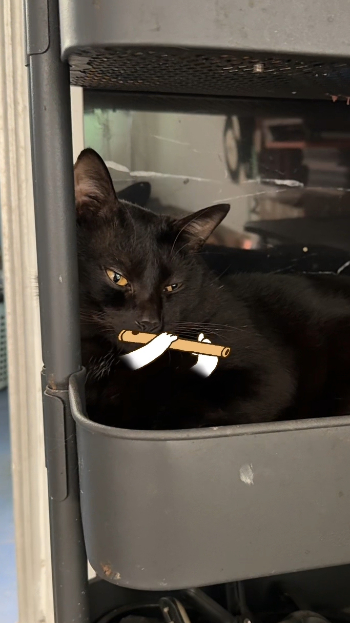 早鸭,给大家用起床气吹一个。#黑猫 #记录猫咪日常