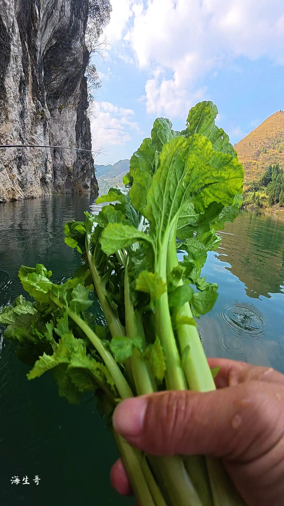 江边的野青菜每年到这个时候到处都是,摘些来做酸菜炒肉末