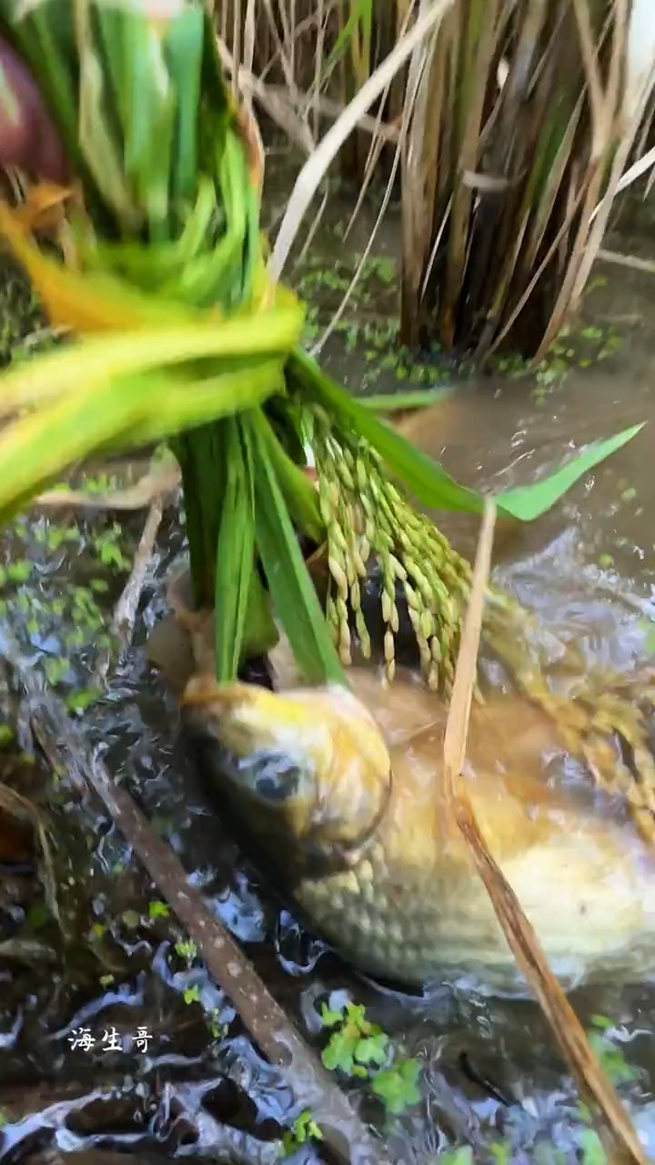 当地特色美食,稻花鱼的做法味道特别好吃。