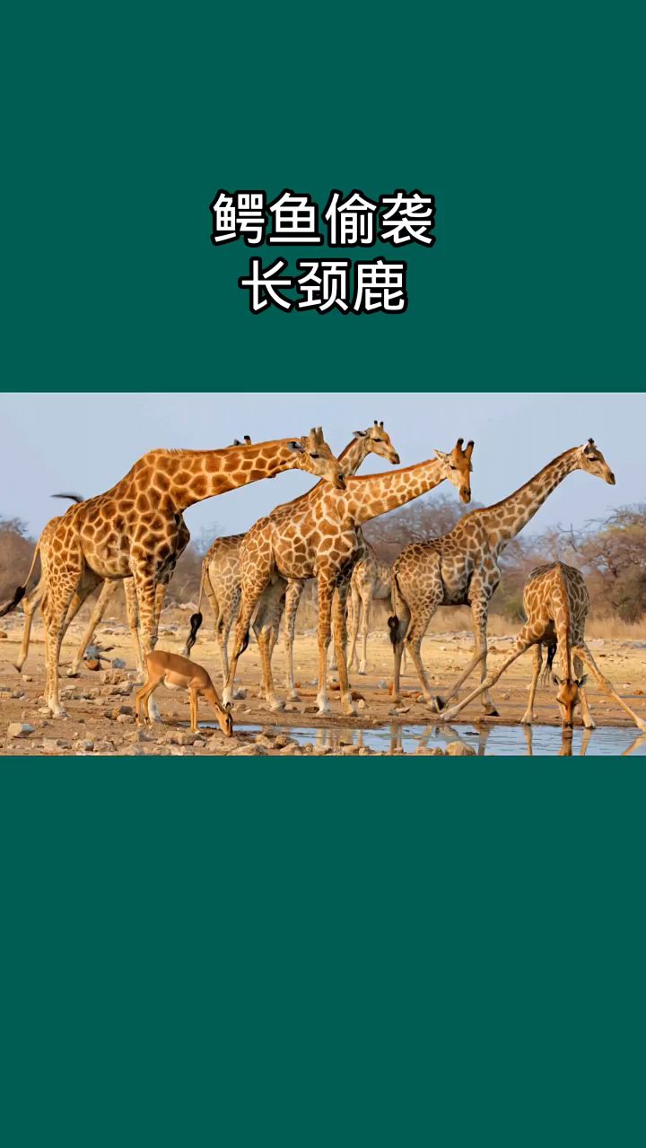 鳄鱼偷袭长颈鹿大腿