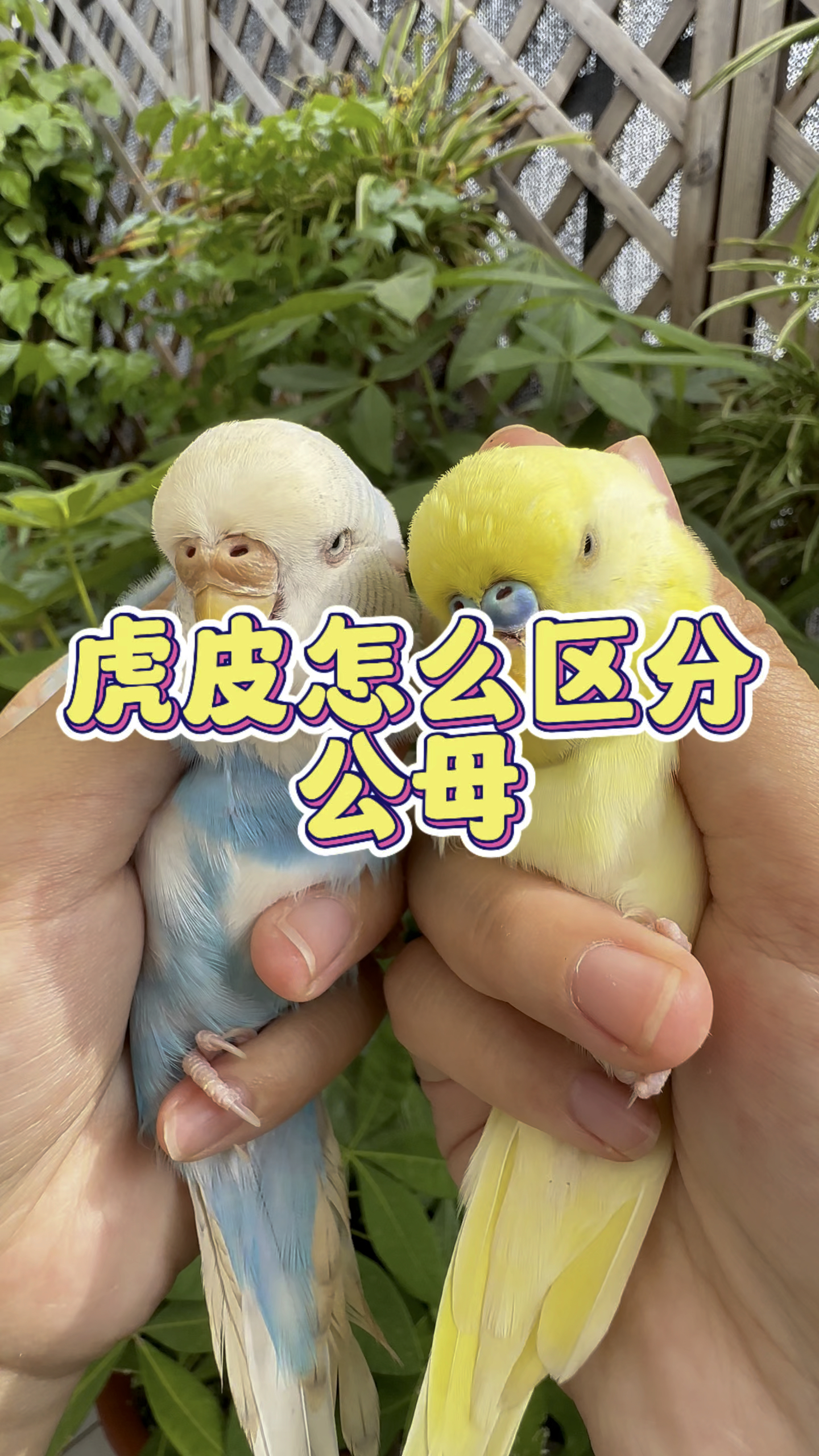 虎皮怎么区分公母?