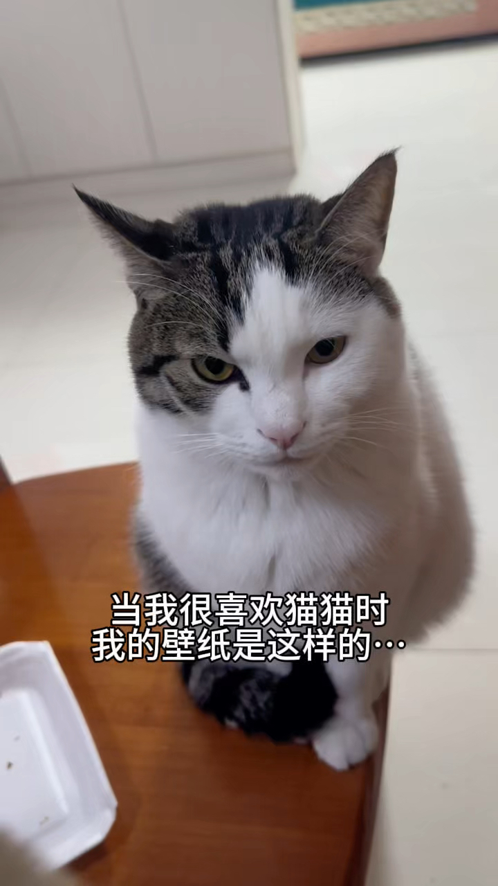 我最喜欢的小猫壁纸来啦～