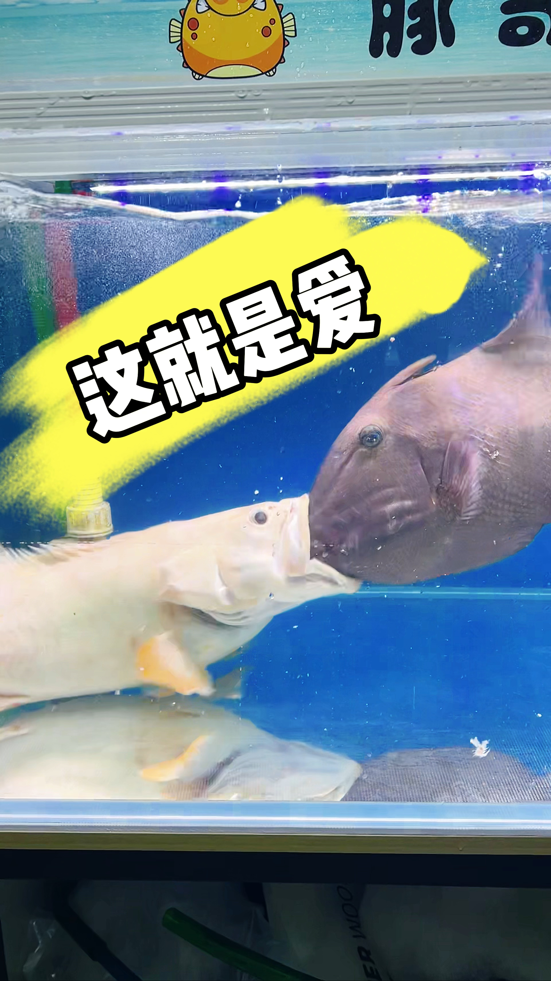 这就是爱呀!看着像那么回事呀