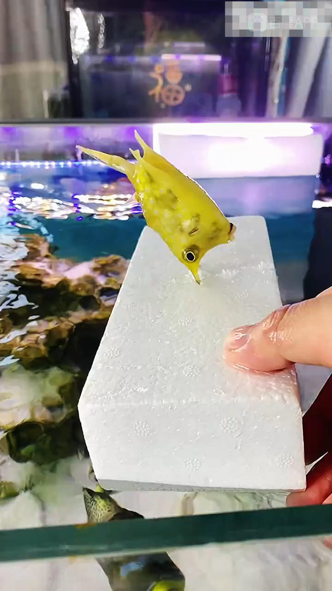 有些海水鱼真的很有意思