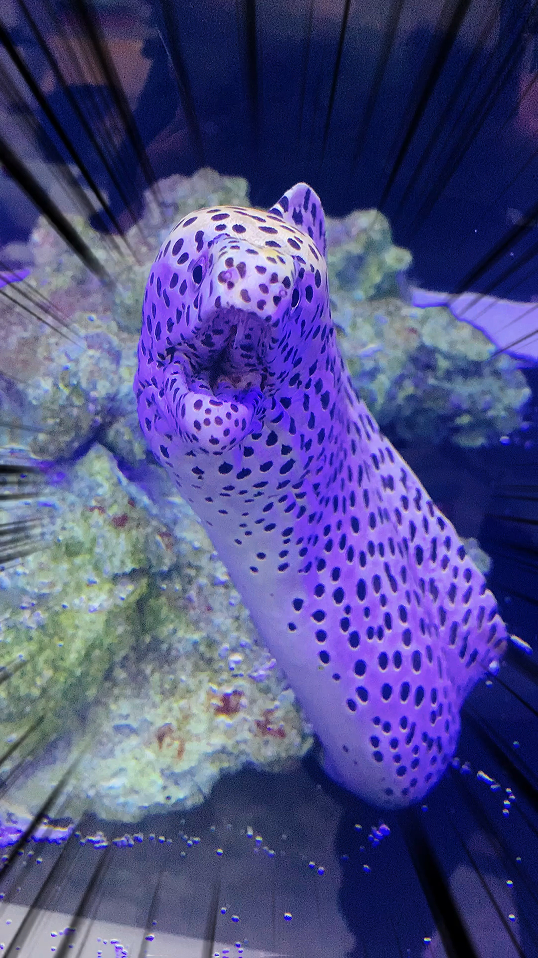 非常霸气的鳗鱼来了!