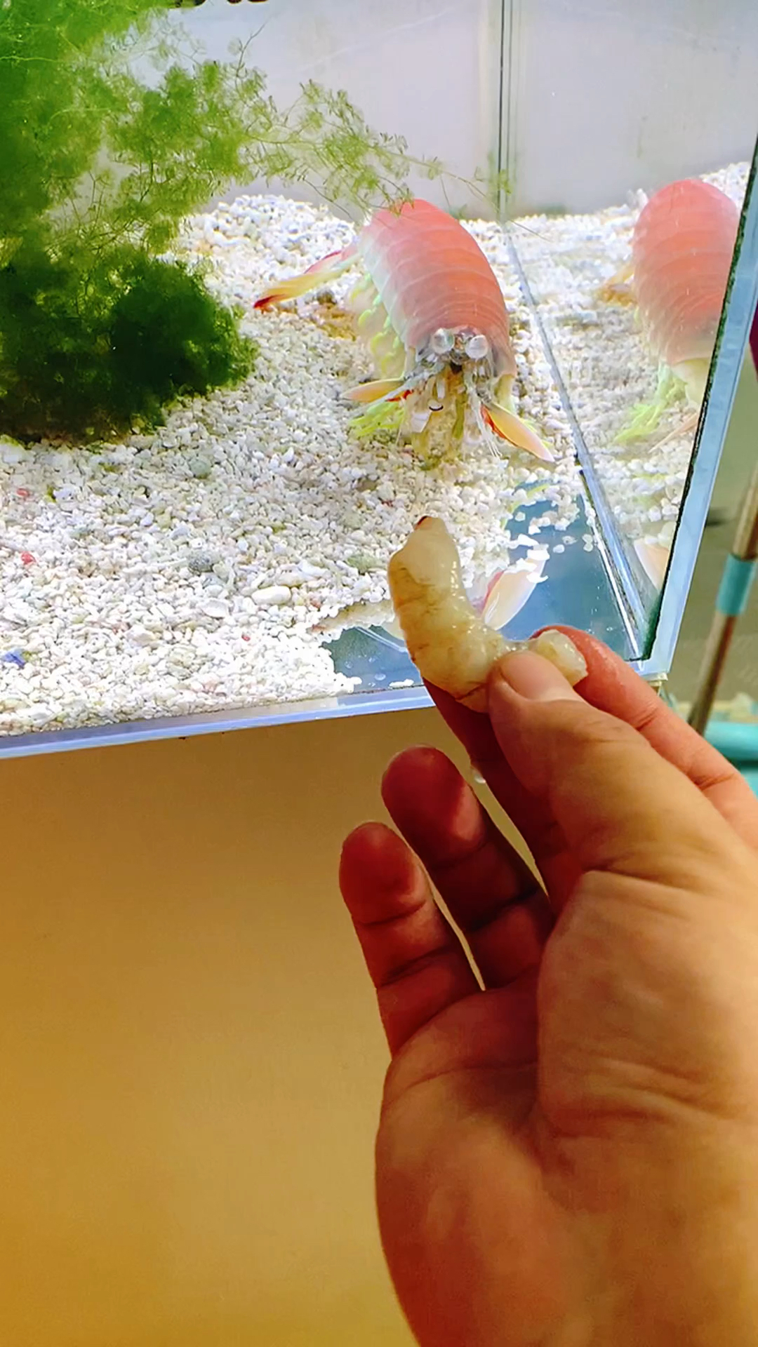 这么暴躁的皮皮虾