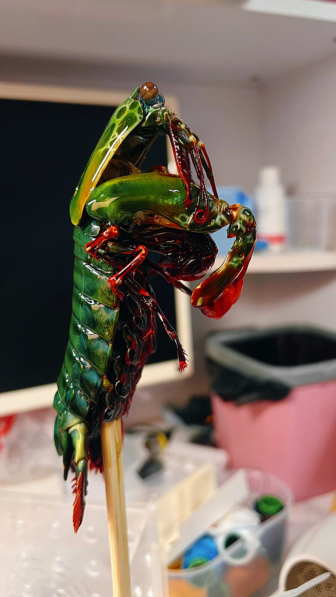 这个皮皮虾要做成标本一定很有趣