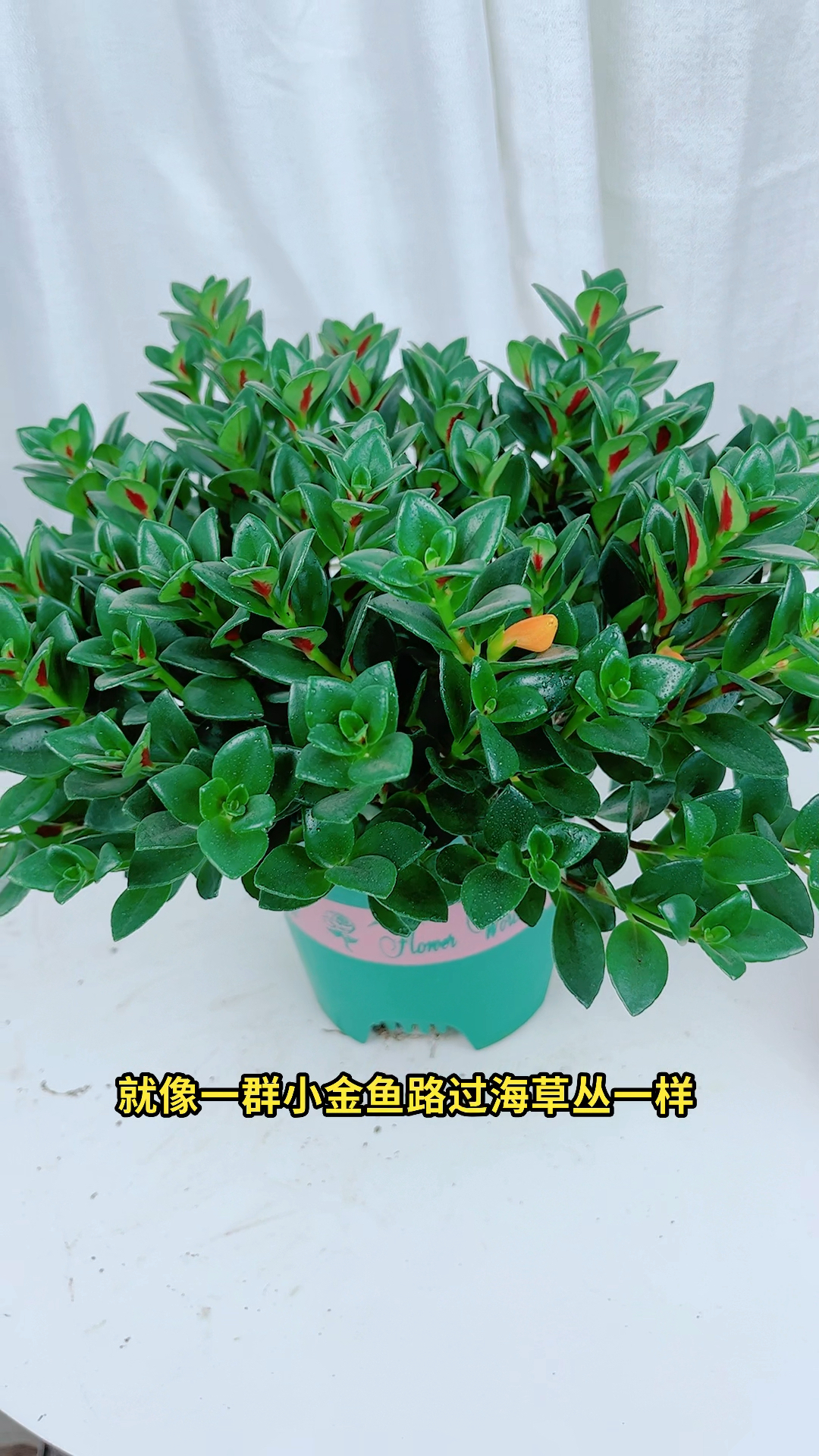 金鱼吊兰四季开花且耐活好养