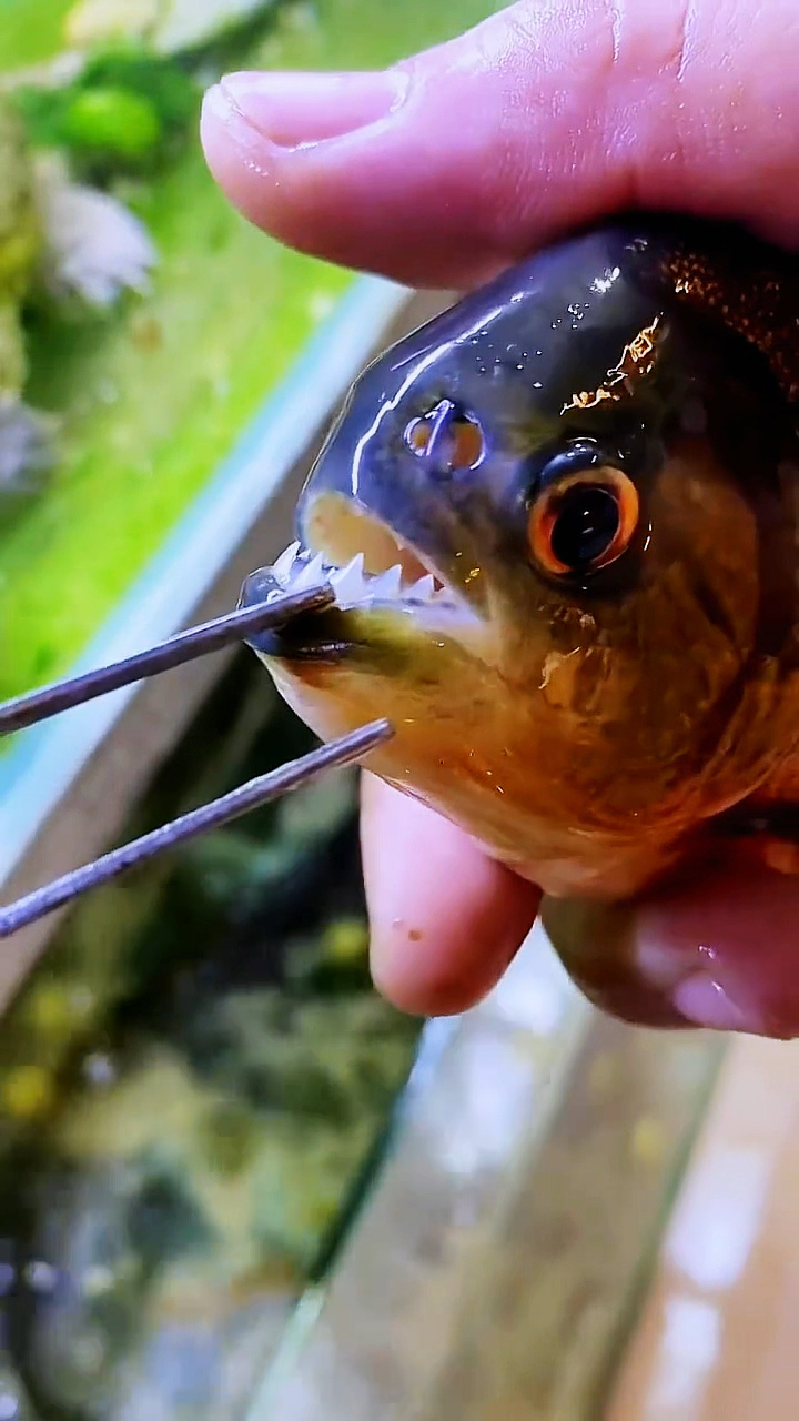 电鳗VS食人鱼,没想到结局竟然是这样!