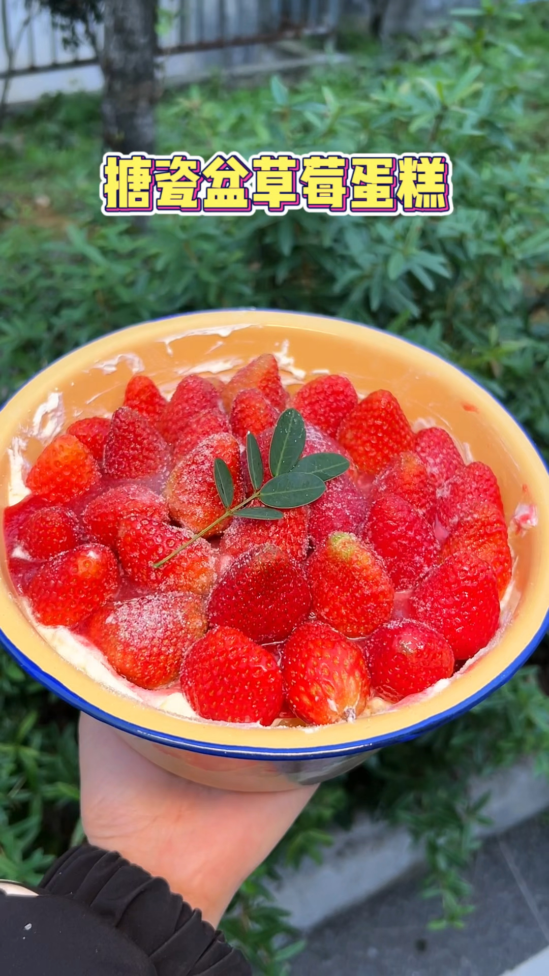 吃上了冬天的第一盆猪油盆草莓蛋糕了!!
