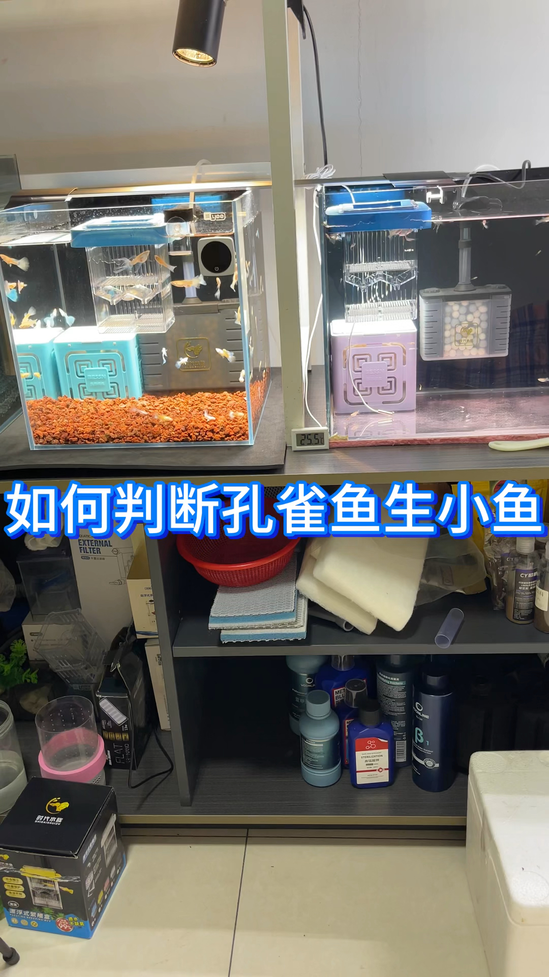 如何判断孔雀鱼要生小鱼?孔雀鱼生产前兆?教你给孔雀鱼看预产期