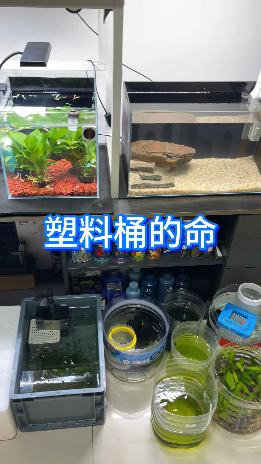 低成本塑料桶泡沫箱养鱼,让我看看你们都用什么养?