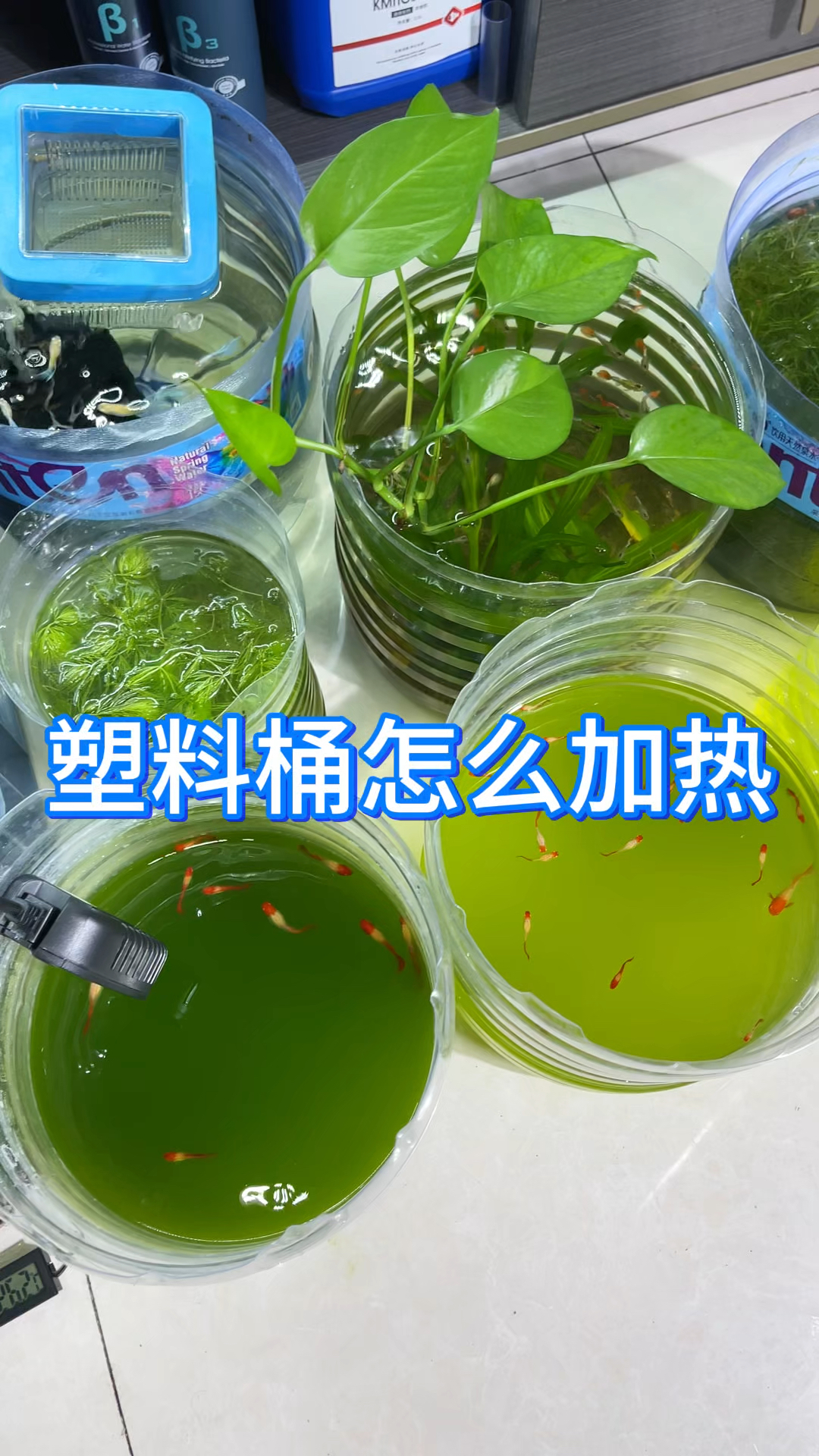 塑料桶养鱼怎么加热?今天就教你如何用一根加热棒给多个桶控温