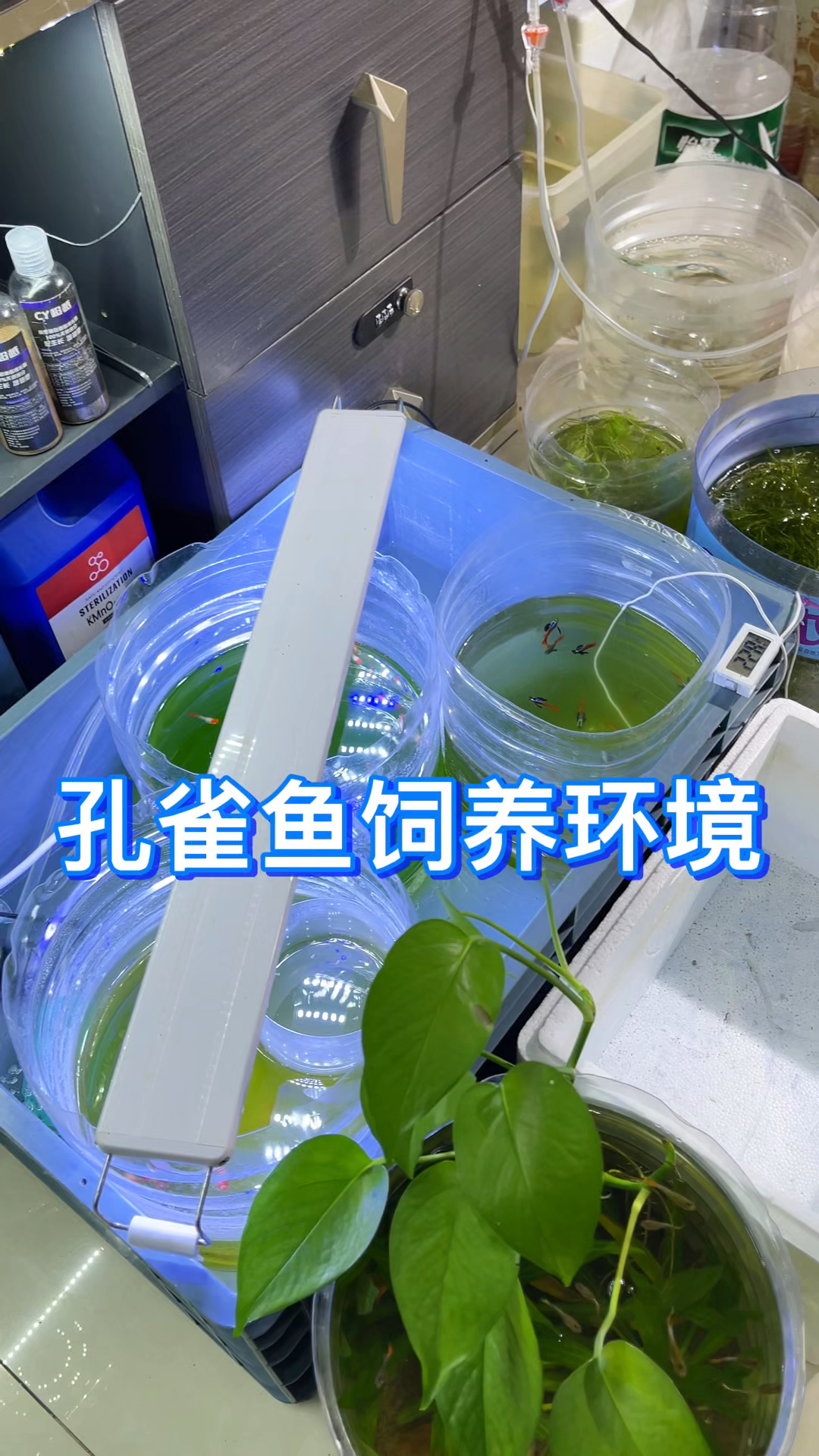 孔雀鱼需要什么环境饲养?掌握以上5点,你的鱼想死都难呀。
