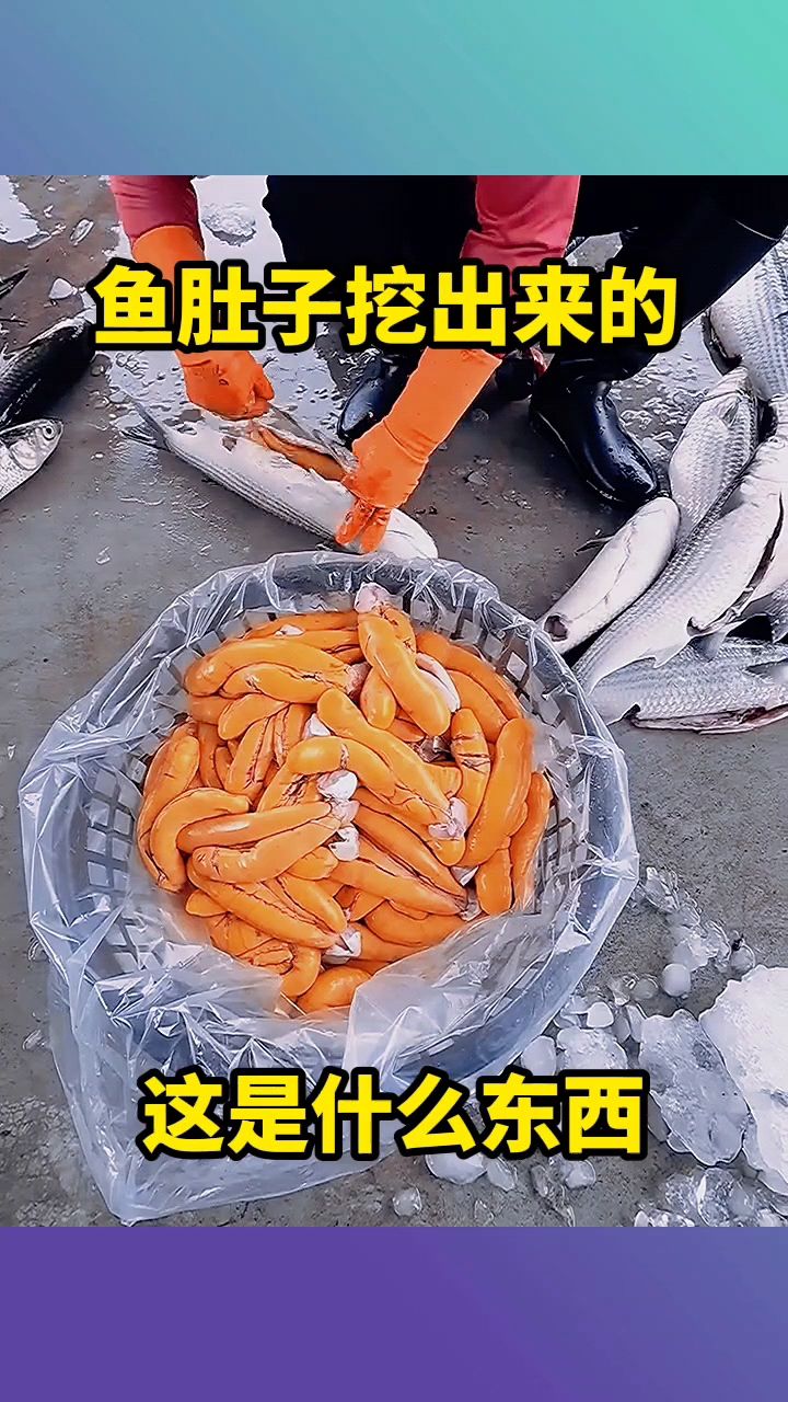 鱼肚子挖出来的,这是什么东西!
