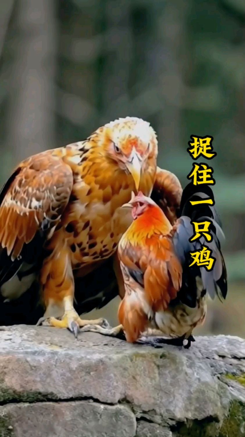 老鹰捉住一只鸡,还真是够听话的呀