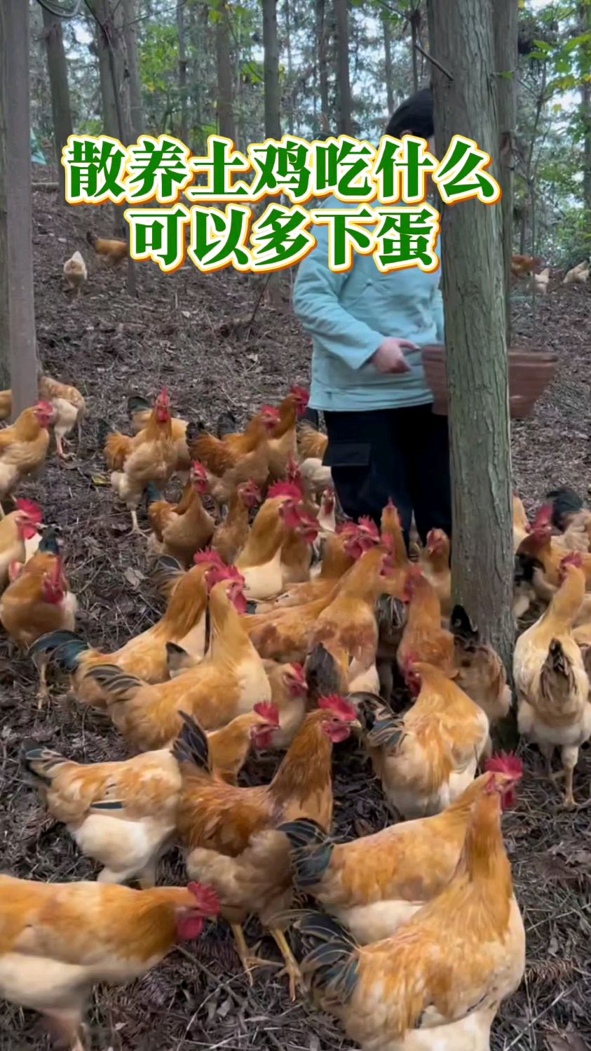 散养土鸡吃什么下蛋多