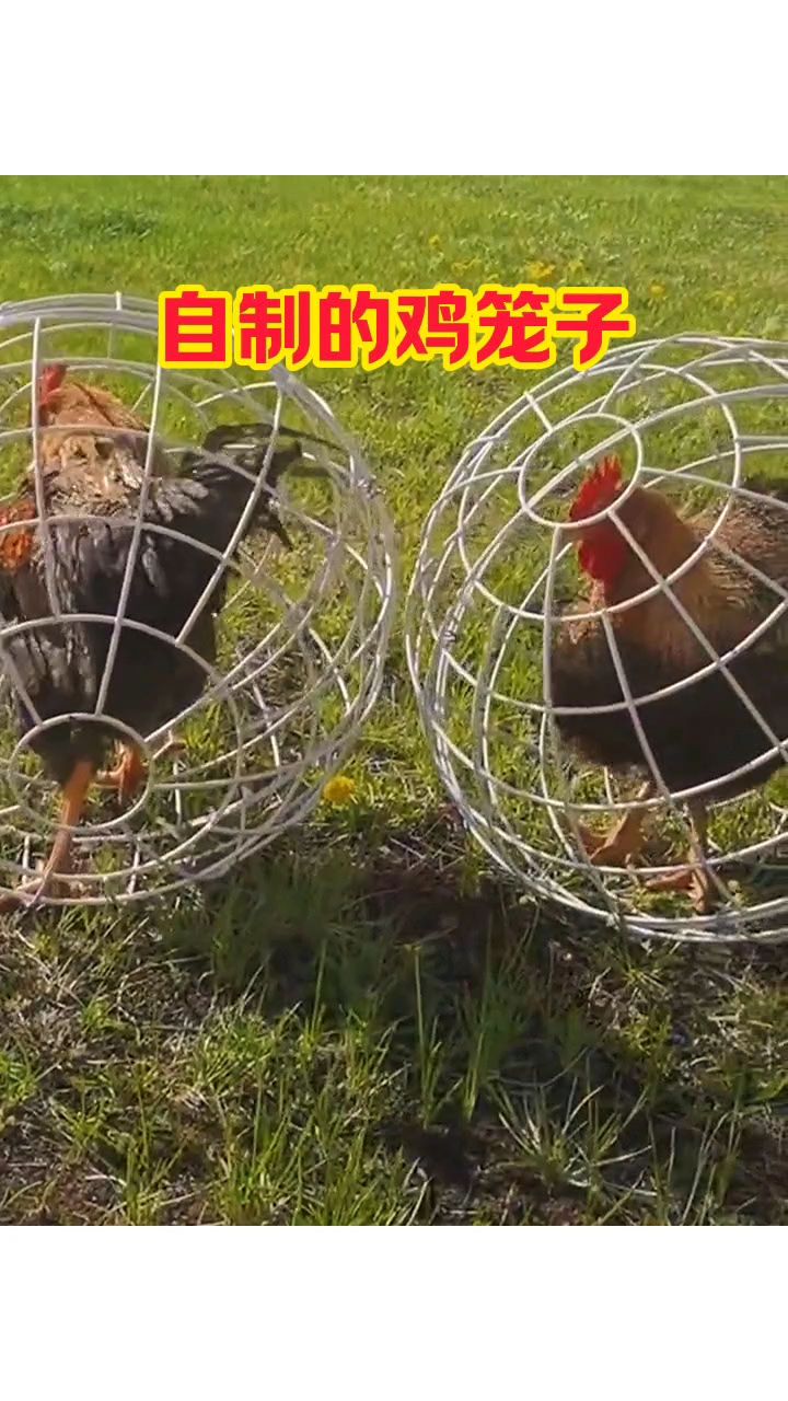 自制的鸡笼子,太有才了