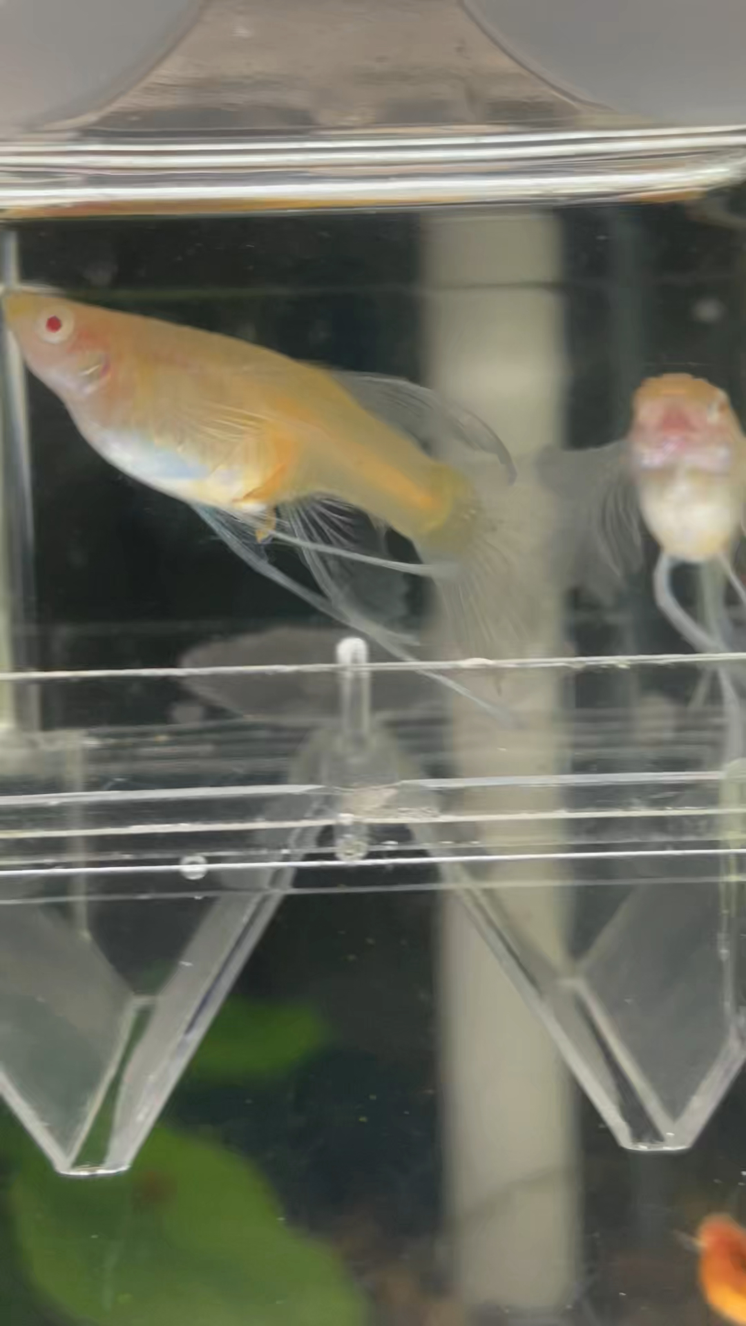 孔雀鱼生了一对堆透明的蛋蛋