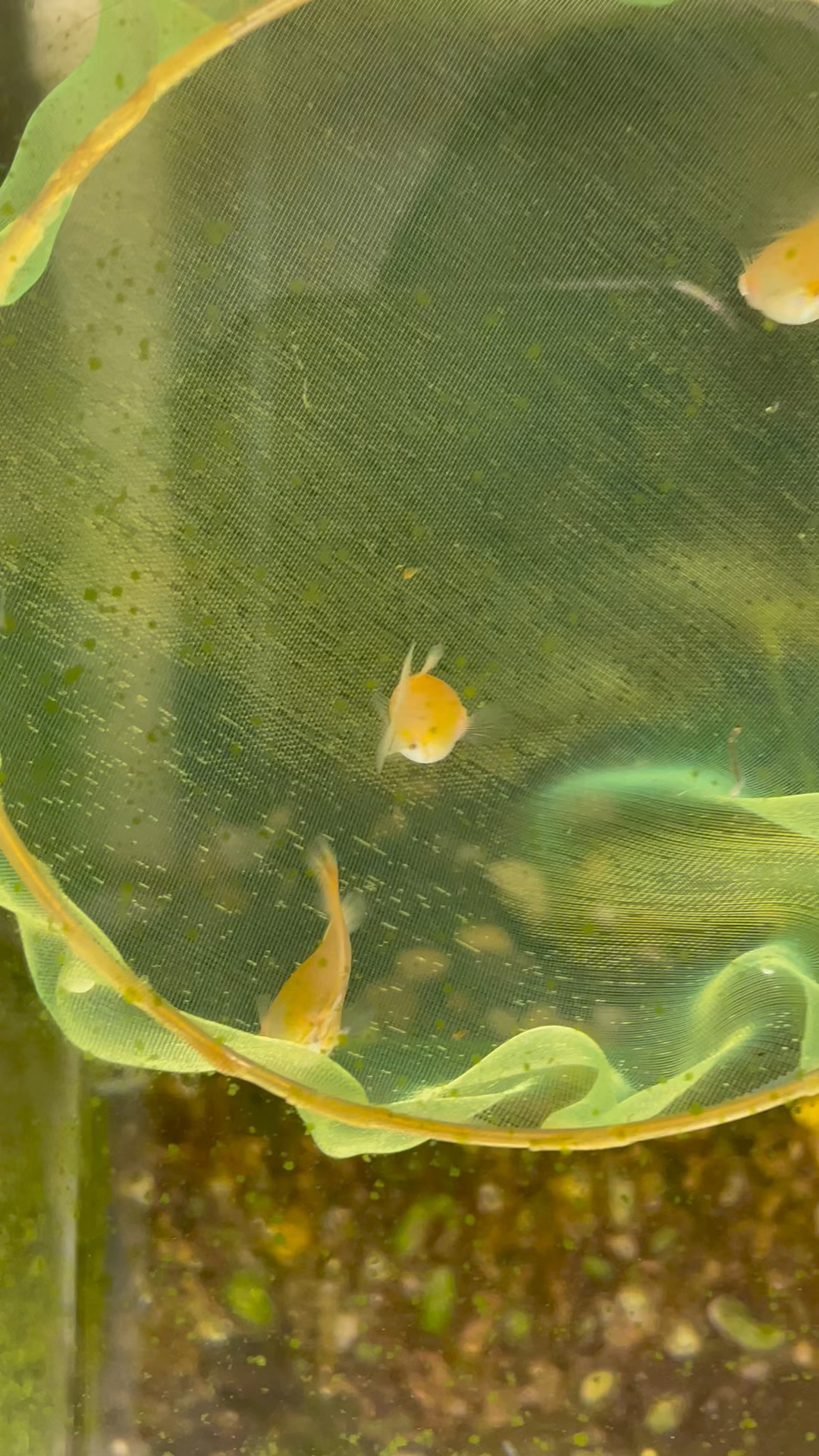 蓝白孔雀鱼第二轮淘汰,跑红体