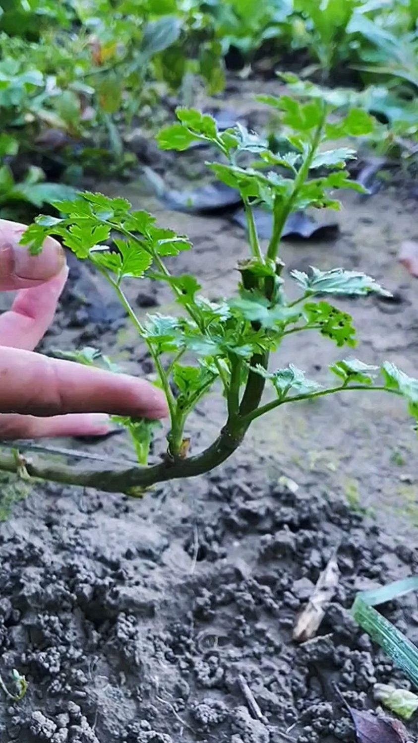 这香菜长的怎么样