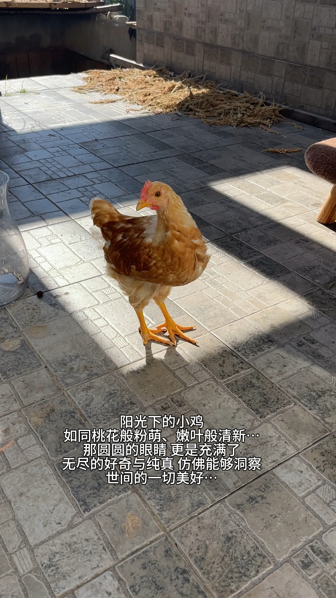 小鸡真的很可爱很美!