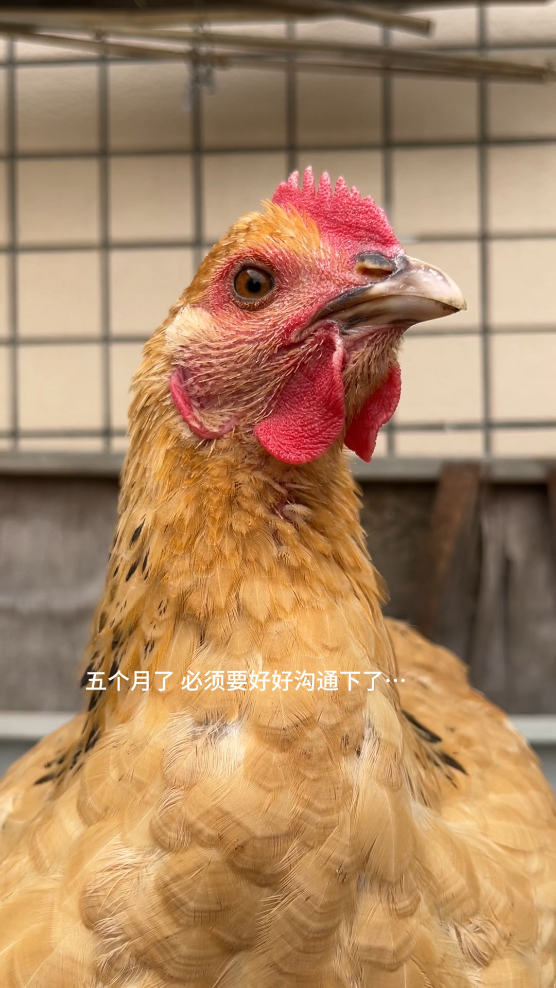 九斤黄鸡几个月能下蛋?