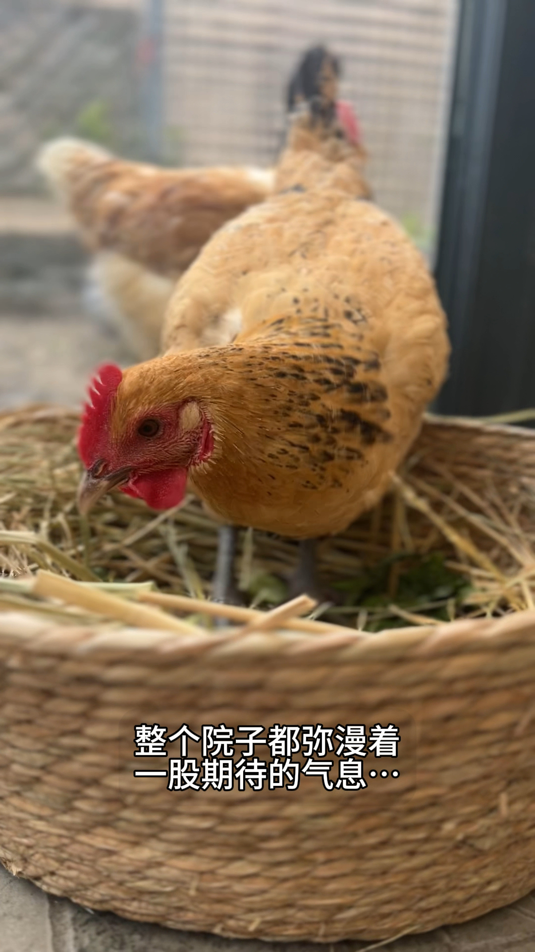 三黄鸡几个月才能下蛋?