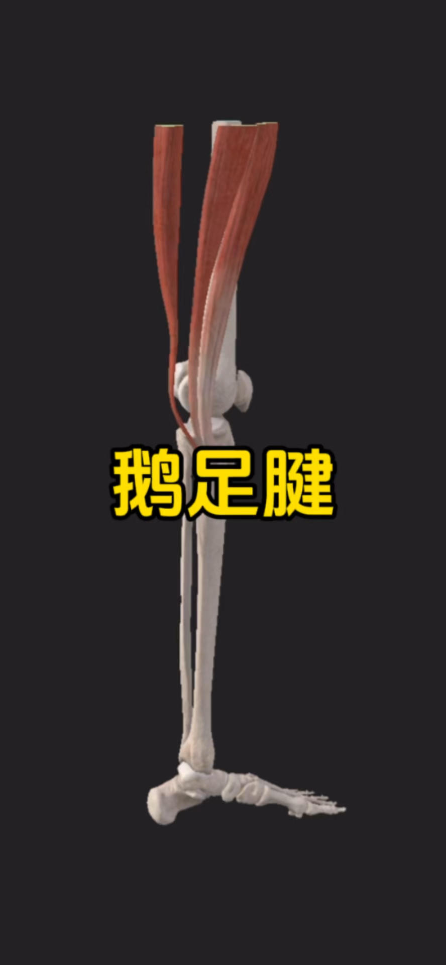 一起来认识鹅足腱!