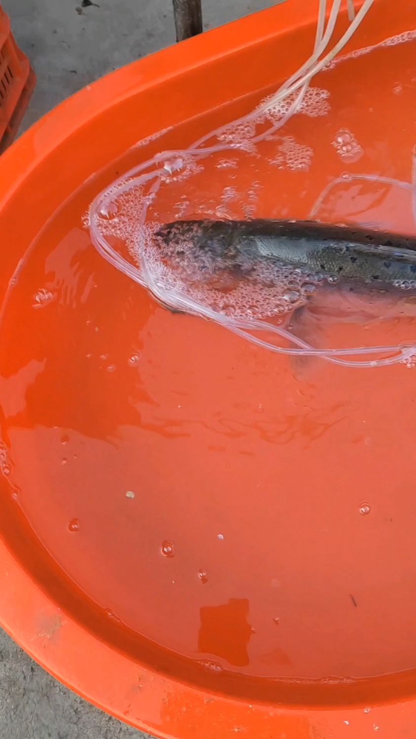 朋友要我看他撒网他第一网捕获7斤多重的四鳃鲈