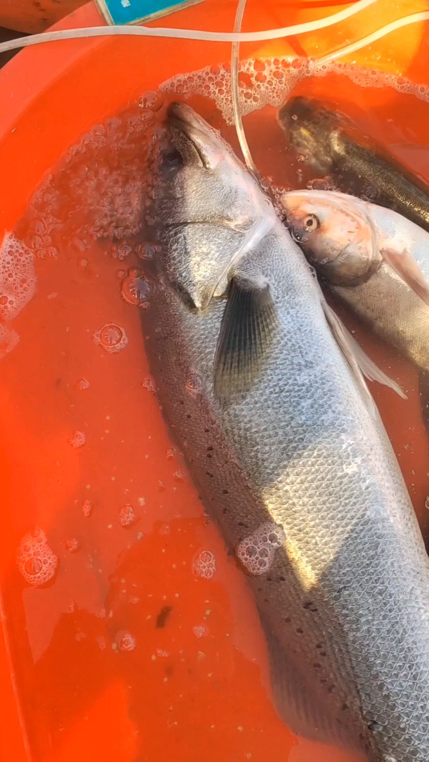 十三斤重的四鳃鲈鱼很少见