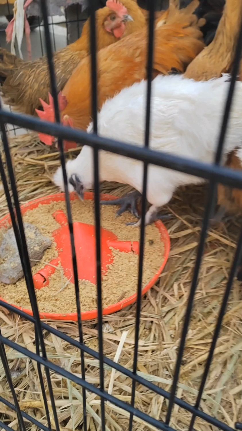 乌骨鸡营养价值和药用价值都高