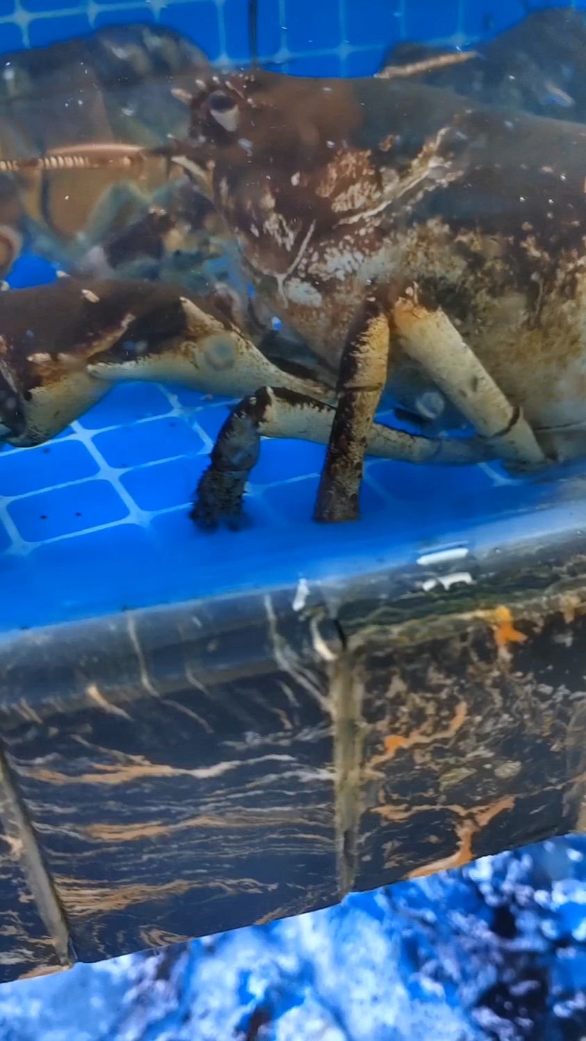 大龙虾是健康的美食营养价值高