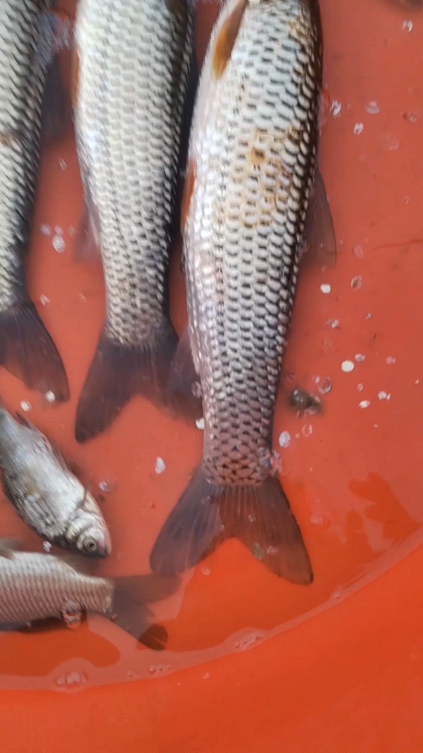 这个红眼鱼很少见到它的营养价值高