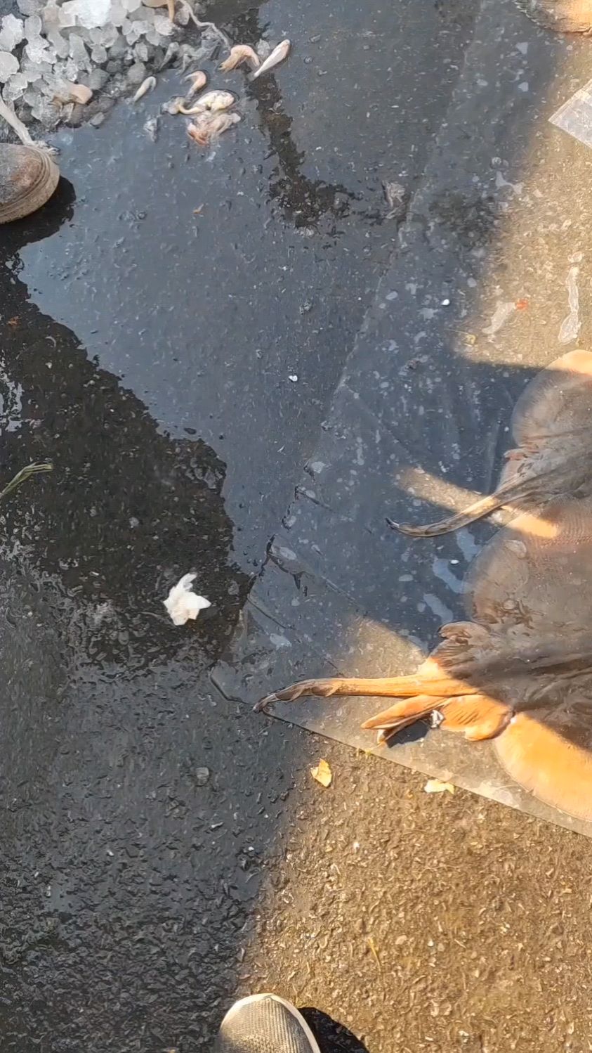 这个叫老板鱼别名锅盖鱼营养价值高