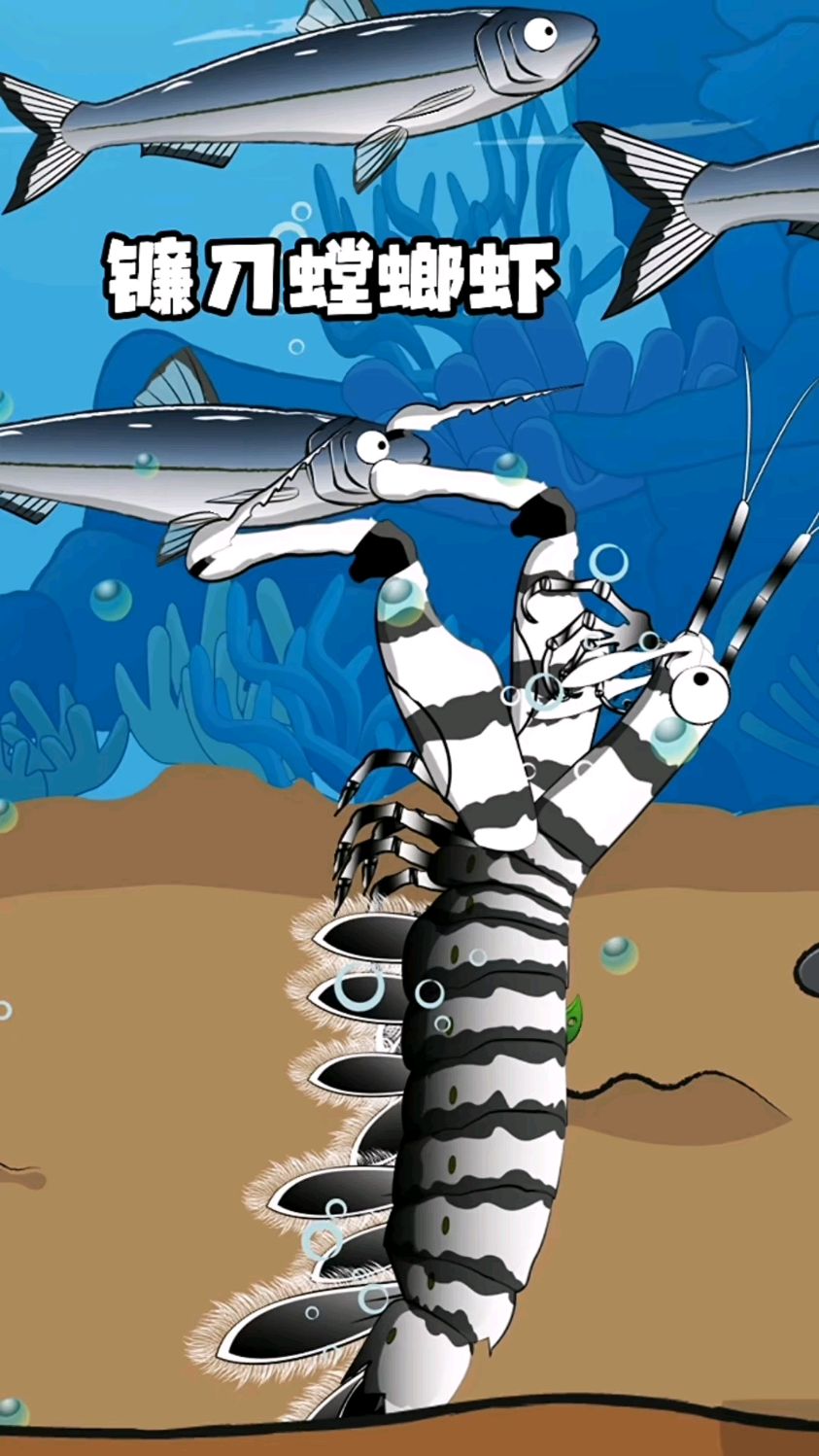 你知道镰刀螳螂虾是怎么捕鱼的吗?