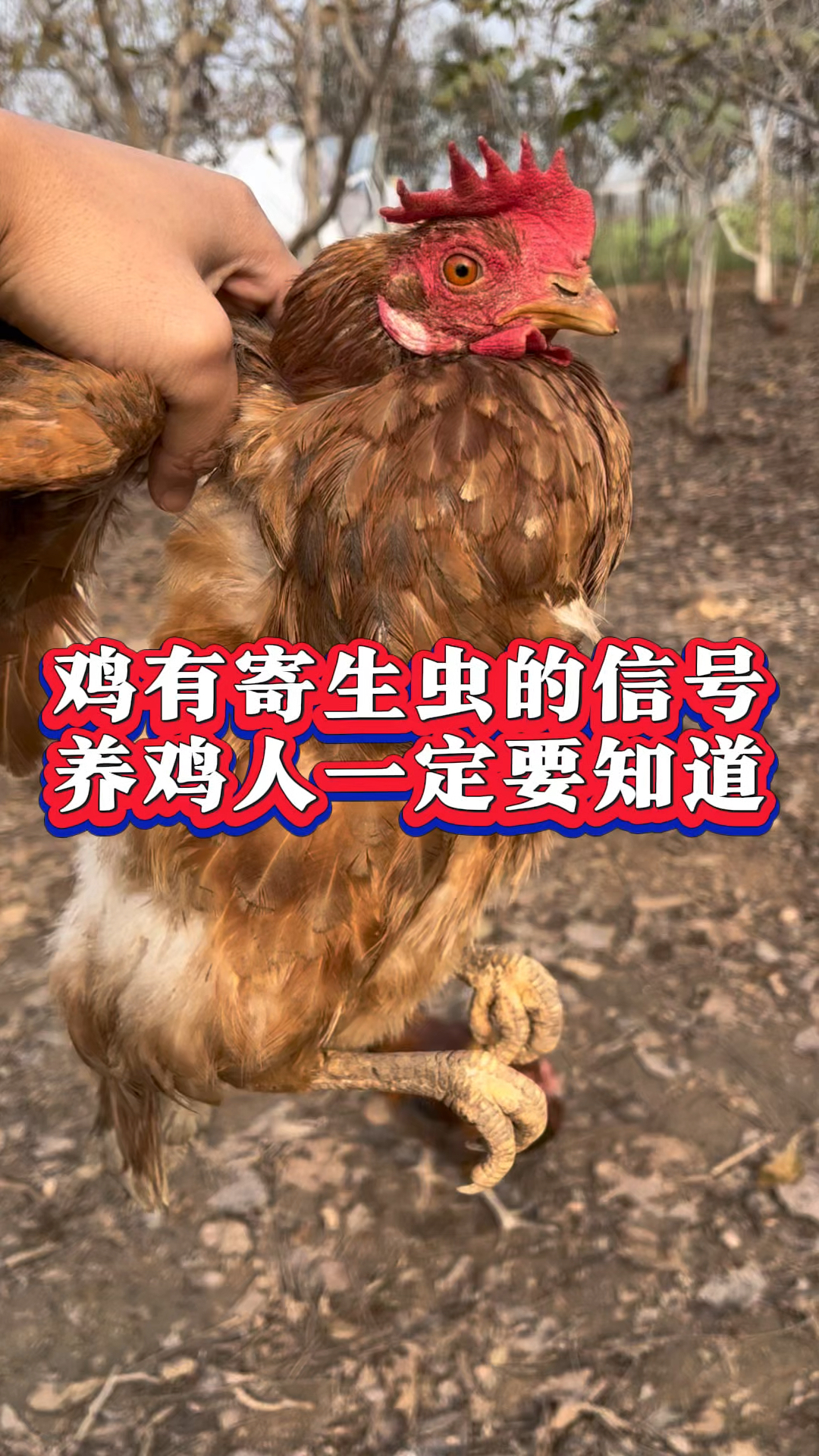 鸡有寄生虫的信号,养鸡人一定要注意
