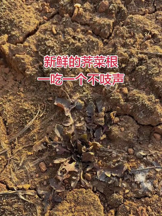 鲜嫩的荠菜根怎么做都好吃#大山里的原生态#