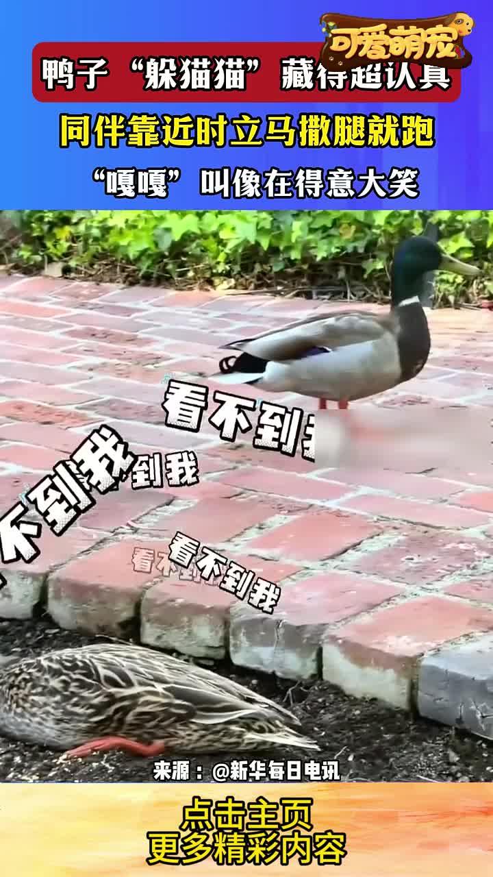 鸭子“躲猫猫”藏得超认真 同伴靠近时立马撒腿就跑 “嘎嘎”叫像在得意大笑