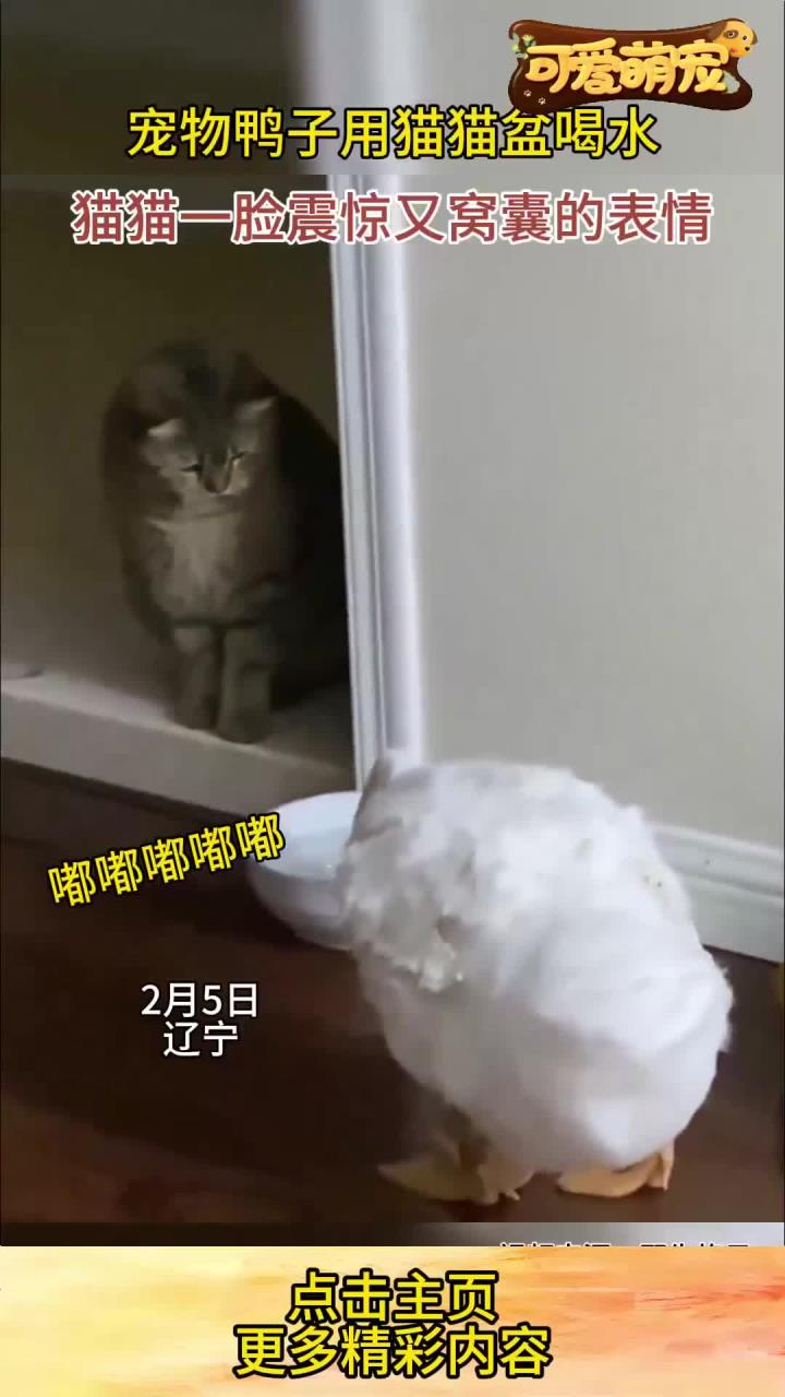 鸭子偷喝猫咪的水,猫猫表情:震惊